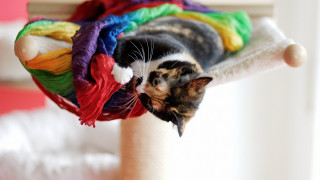 Cat colorful clothes pole room - top of a pile free wallpaper