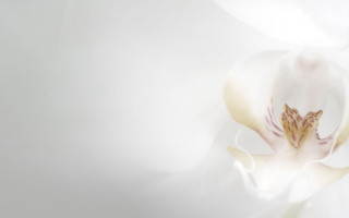 White flower yellow center light - a light reflection free wallpaper