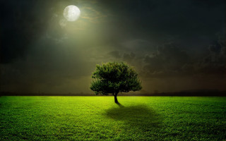 Lone tree full moon night - full moon free wallpaper