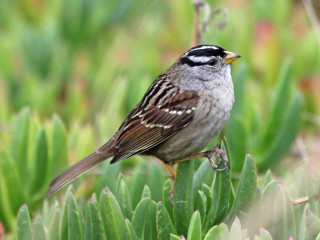 Bird macro male chest stripe - its chest free wallpaper