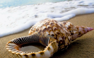 Sea shell beach waves ocean - ocean free wallpaper for desktop