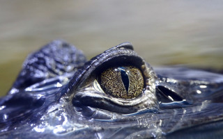 Crocodile eye water beach macro - realistic eye free wallpaper