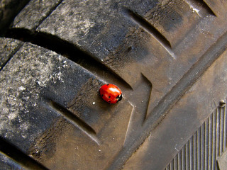 Red bug on tire ecological - dirty free wallpaper