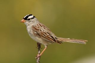 Bird perched branch blurry background 2 - male free wallpaper