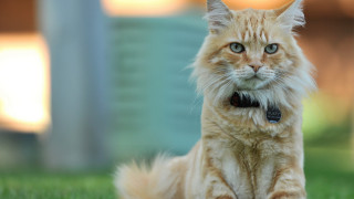 Serious white cat in grass - a collar free wallpaper