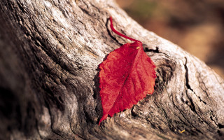 Red leaf tree trunk nature - ektachrome photograph free wallpaper