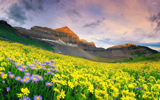 Flower field mountains sunset clouds - above them free wallpaper for desktop