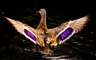 Duck wings spreading night water - holography free wallpaper