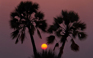 Sunset palm tree silhouette pink - a sunset free wallpaper