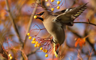 Bird branch berries autumn leaves - charles bird king free wallpaper