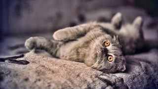 Curious cat laying back grey - grey background free wallpaper for desktop