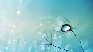 Dandelion water droplets blue background - a light reflection free wallpaper
