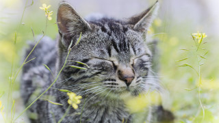 Cat sleeping grass blurry nature - eye closed free wallpaper