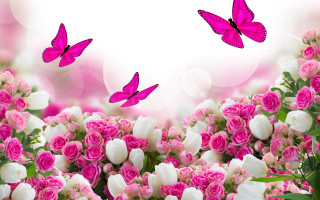 Pink butterflies white flowers digital - white flower free wallpaper