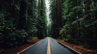 Forest road aurora fireworks milkyway - the road free wallpaper