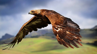 Bird of prey flying wings 2 - a green field in the background free wallpaper