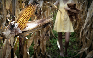 Yellow dress woman cornfield teddy - photography free wallpaper