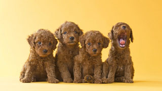 Four brown dogs yellow background - rococo free wallpaper