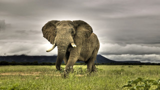 Elephant standing field cloudy sky 2 - an elephant free wallpaper