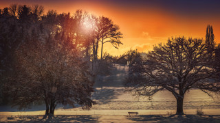 Sunset snowy field trees bench - david martin free wallpaper for desktop
