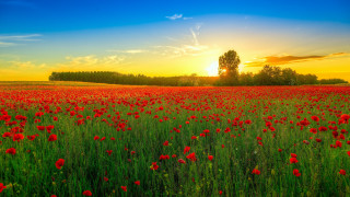 Red flowers sunset tree landscape - red flower free wallpaper for desktop