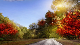 Autumn road trees leaves sunset - cloud above free wallpaper