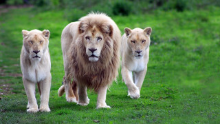 Lions walking grassy field trees - a grassy field free wallpaper