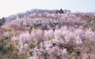 Hillside pinkflowers forest bloom ecological - a hillside free wallpaper
