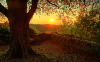 Tree bench stone wall sunset - a bench under free wallpaper