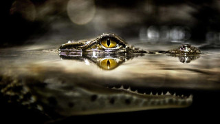 Crocodile closeup reflection water blurry - arie smit free wallpaper