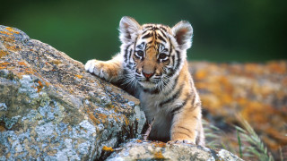 Tiger cub climbing rock sunny 2 - wild free wallpaper