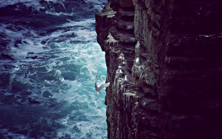 Bird ocean cliff waves scene - a cliff face free wallpaper