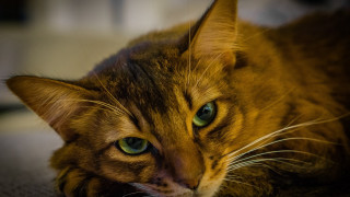 Cat green eyes sad daphne - f 1. free wallpaper for desktop
