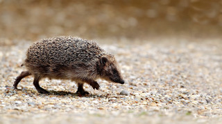 Hedgehog walking gravel road forest - a gravel road next free wallpaper
