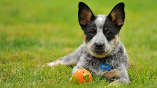 Dog grass ball toy outdoors - a ball free wallpaper