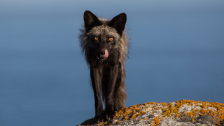 Black wolf rock tongue out - a black wolf free wallpaper