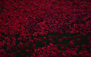 Red flower field umbrella bouquet - octane rendering free wallpaper