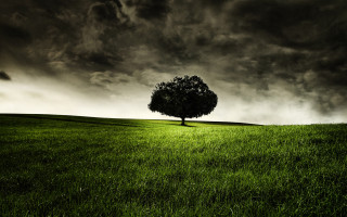 Lone tree grassy field cloudy 18 - a lone tree free wallpaper