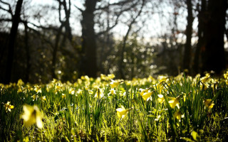 Flower field sunlight trees blurry - the sunlight free wallpaper