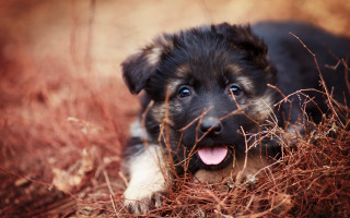Puppy grass tongue smile blue - a puppy free wallpaper