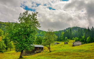 Grassy field tree cabin cloudy - edi rama free wallpaper