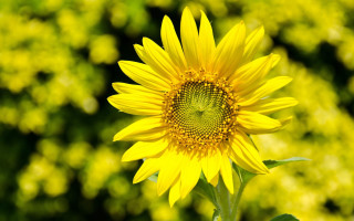 Sunflower blurry field yellow bokeh - a sunflower free wallpaper