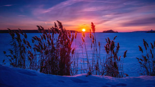 Sunset frozen lake tall grass - a small island in the distance free wallpaper