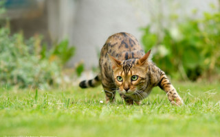 Cat grass yard bokeh blurry - food free wallpaper