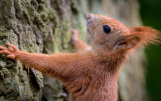 Red squirrel climbing tree branch - the branch of a tree free wallpaper