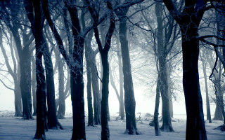 Snowy forest bench foggy winter - a foggy day free wallpaper