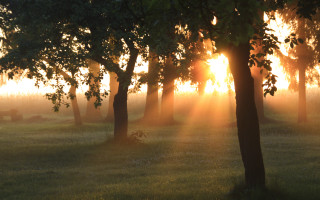 Autumn fog sunlight trees lake - volumetric light free wallpaper