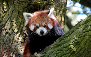 Red panda climbing tree sad - a tree in a forest free wallpaper