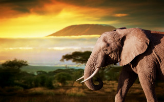 Elephant mountain sunset ocean clouds - an elephant free wallpaper