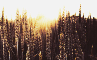 Field tall grass sunshine autumn - the grass behind free wallpaper